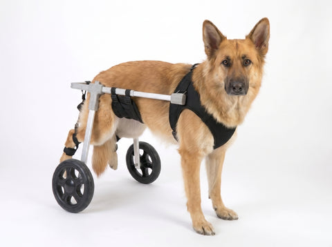 Rear-Wheel Dog Wheelchair