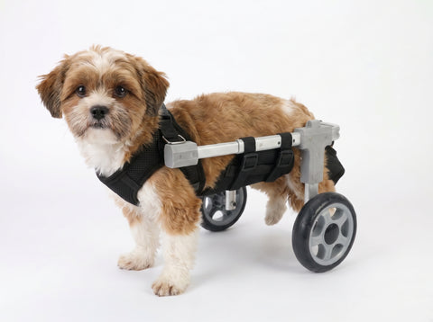 Rear-Wheel Dog Wheelchair